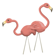 Flamingo Flamingo